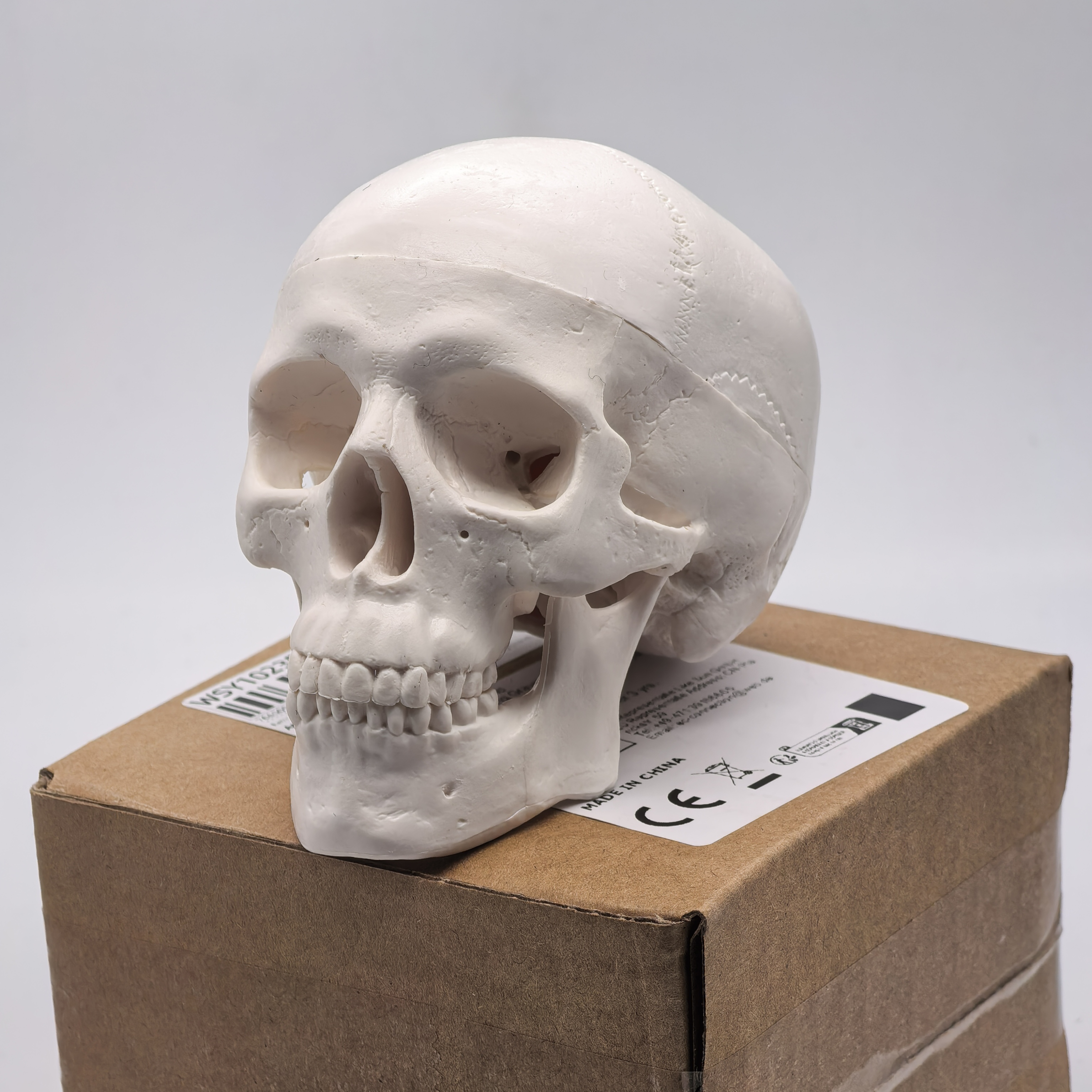 table Human Skull Model - Anat - đánh giá và giá Science For K1