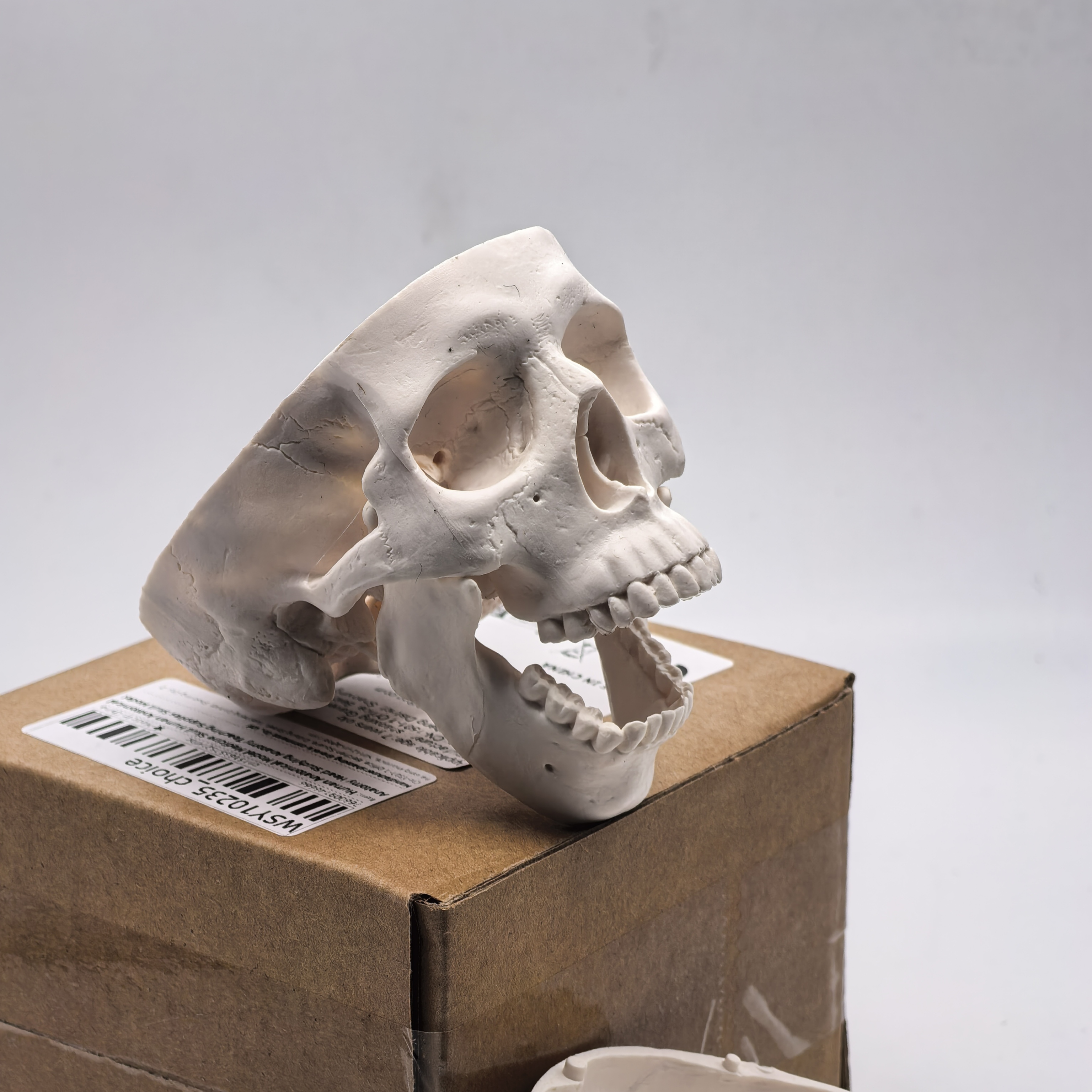 table Human Skull Model - Anat - đánh giá và giá Science For K1