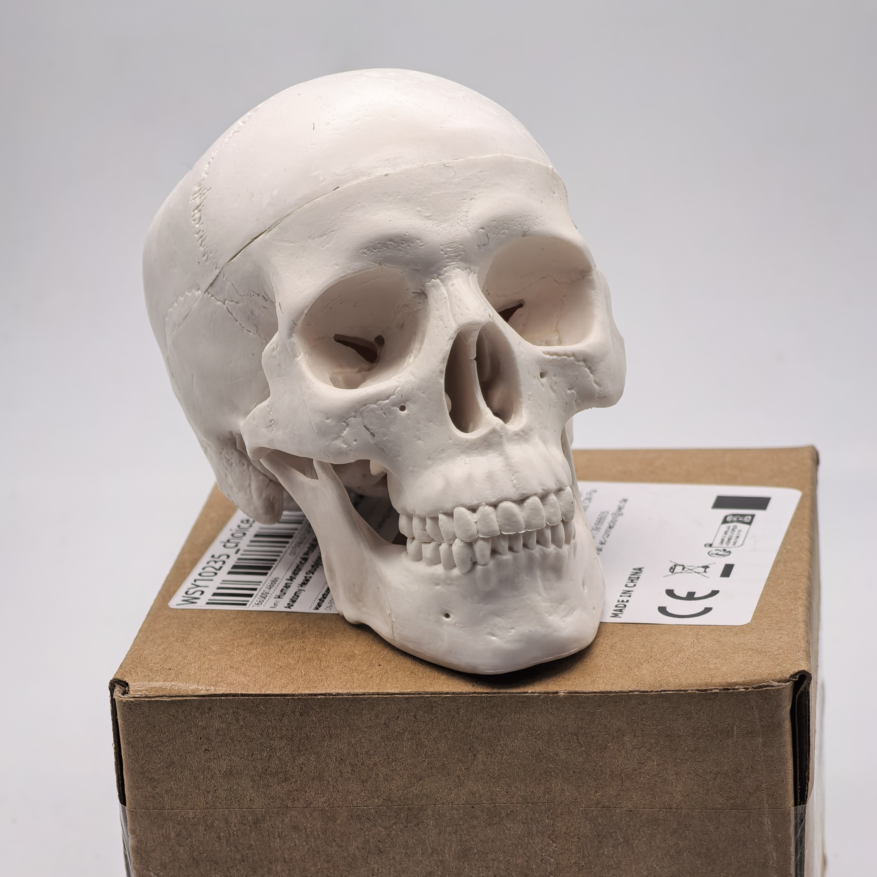 table Human Skull Model - Anat - đánh giá và giá Science For K1