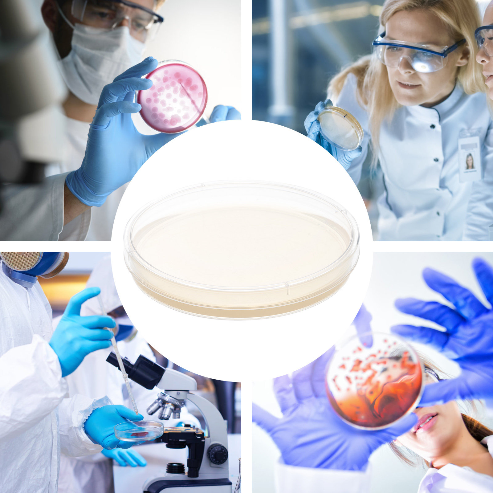 10pcs Nutrient Agar Plates Pre - đánh giá và giá Science Project