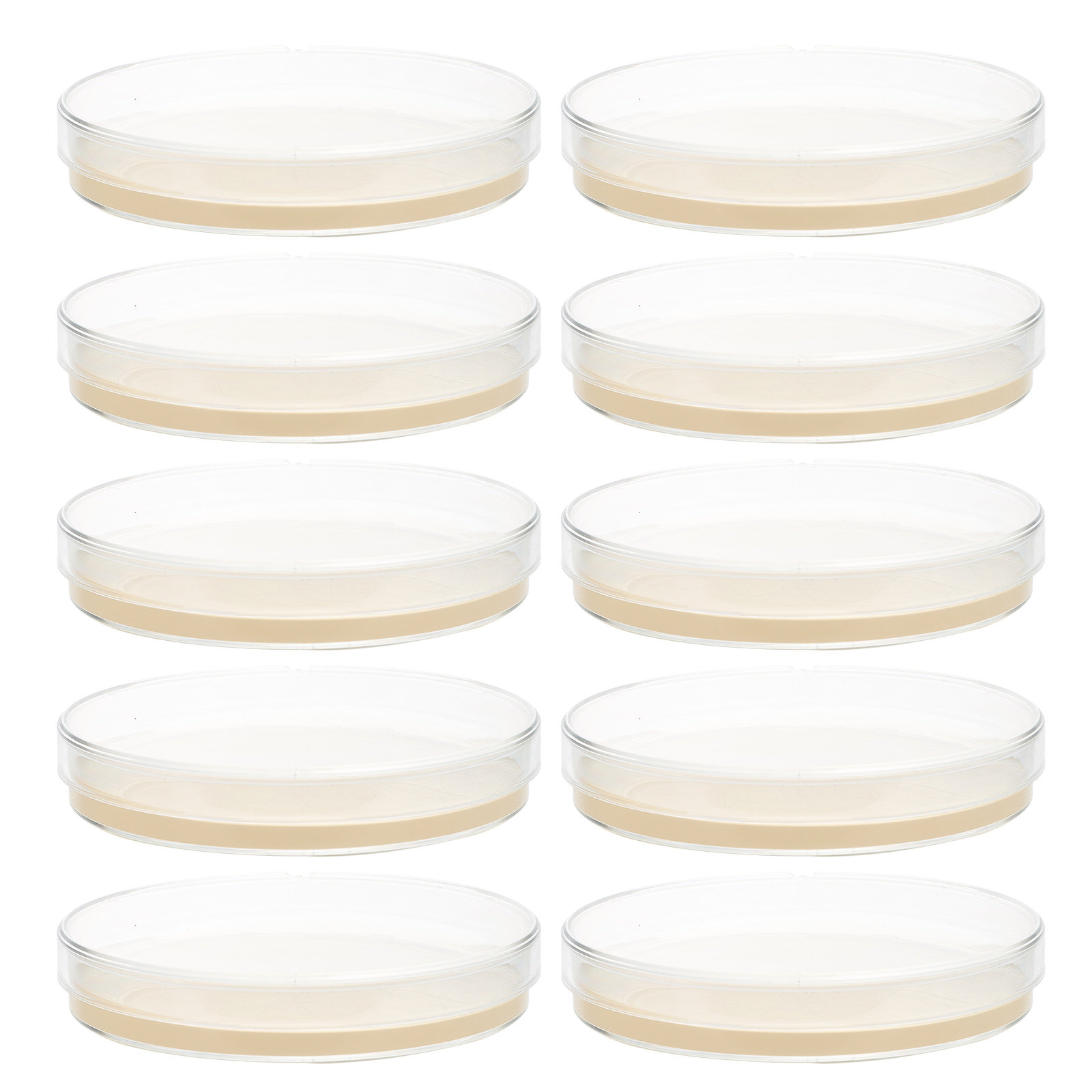 10pcs Nutrient Agar Plates Pre - đánh giá và giá Science Project